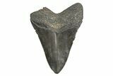 Fossil Megalodon Tooth - South Carolina #340172-1